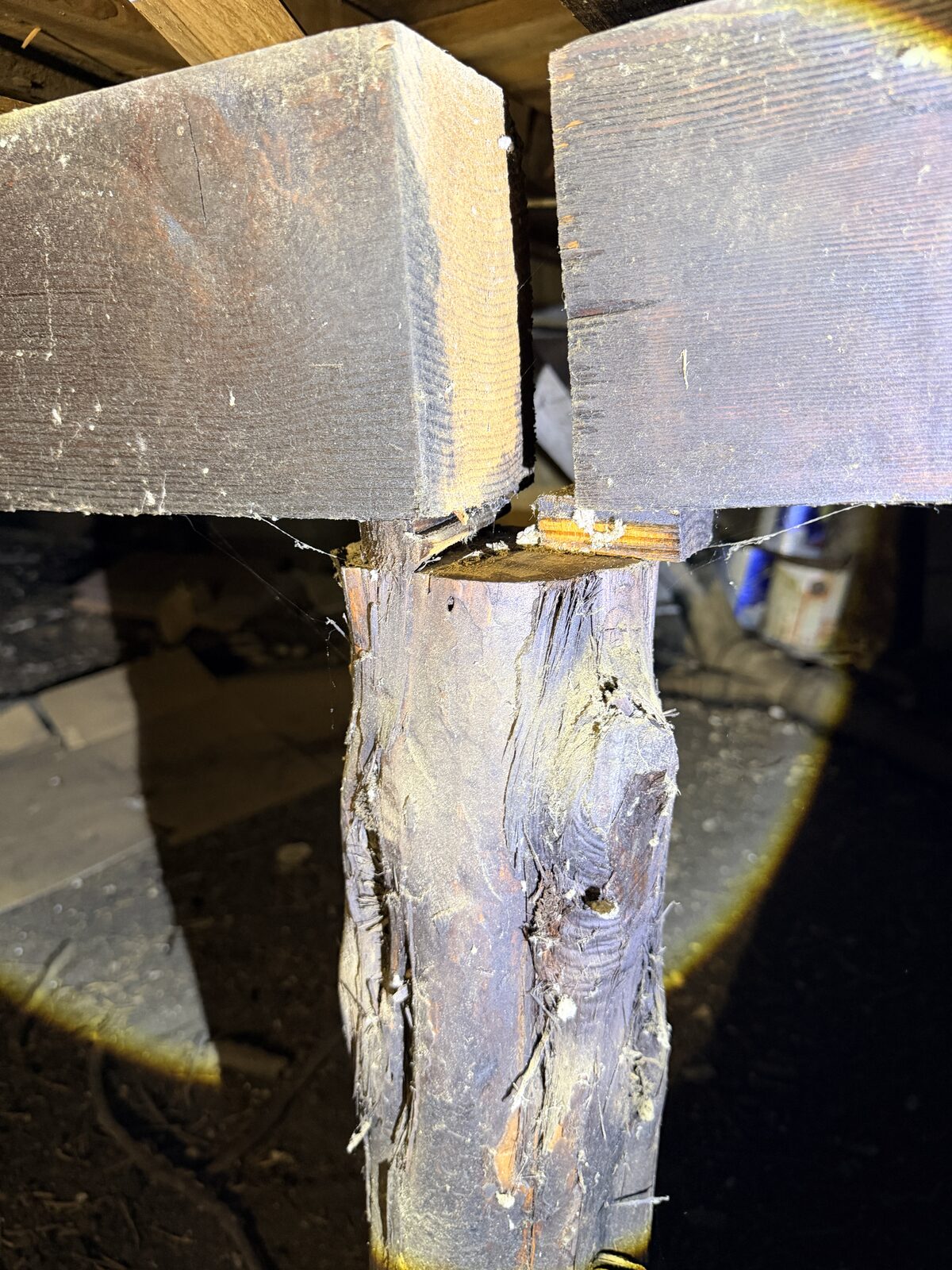 Crushed splintered end of a log girder where it bears against floor framing