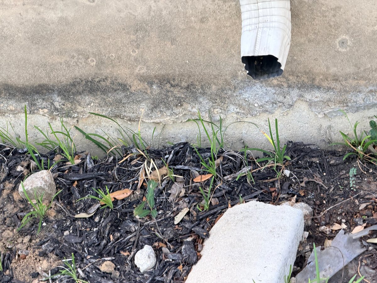 Downspout ending at a concrete beam with no extension above a mulched bed
